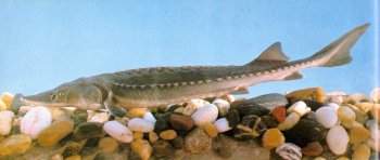 picture\3_001.jpg (13655 bytes)